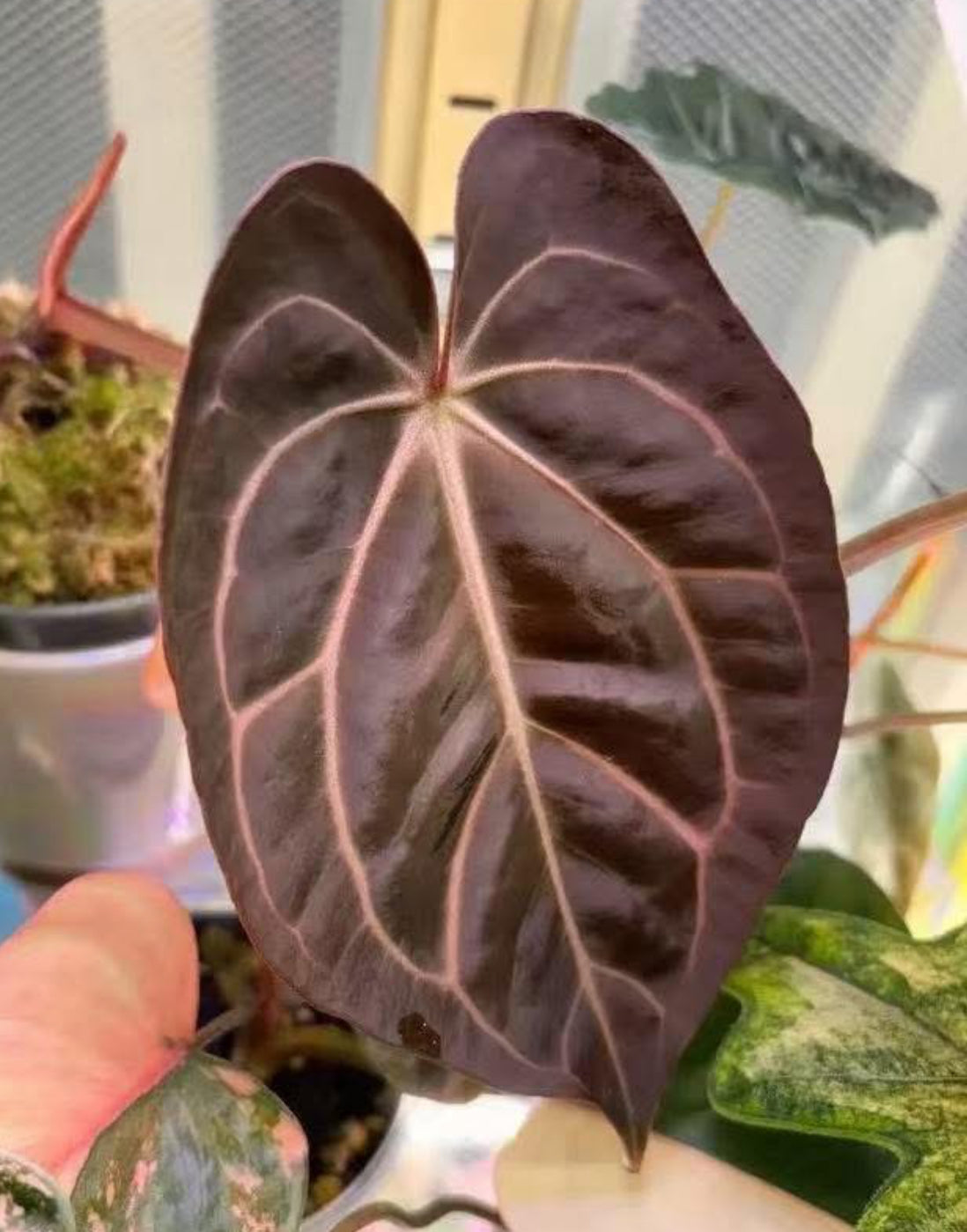 Anthurium AOP (Ace of Purple)x Carla (Wuhoo)| Live Houseplant