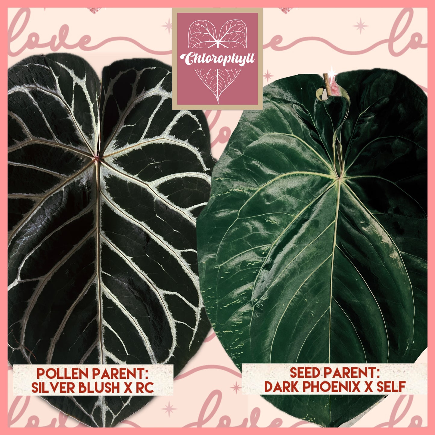 Anthurium ‘Scarlet Phoenix’ (Dark Phoenix x Self)x(SB x RC) | Live Houseplant