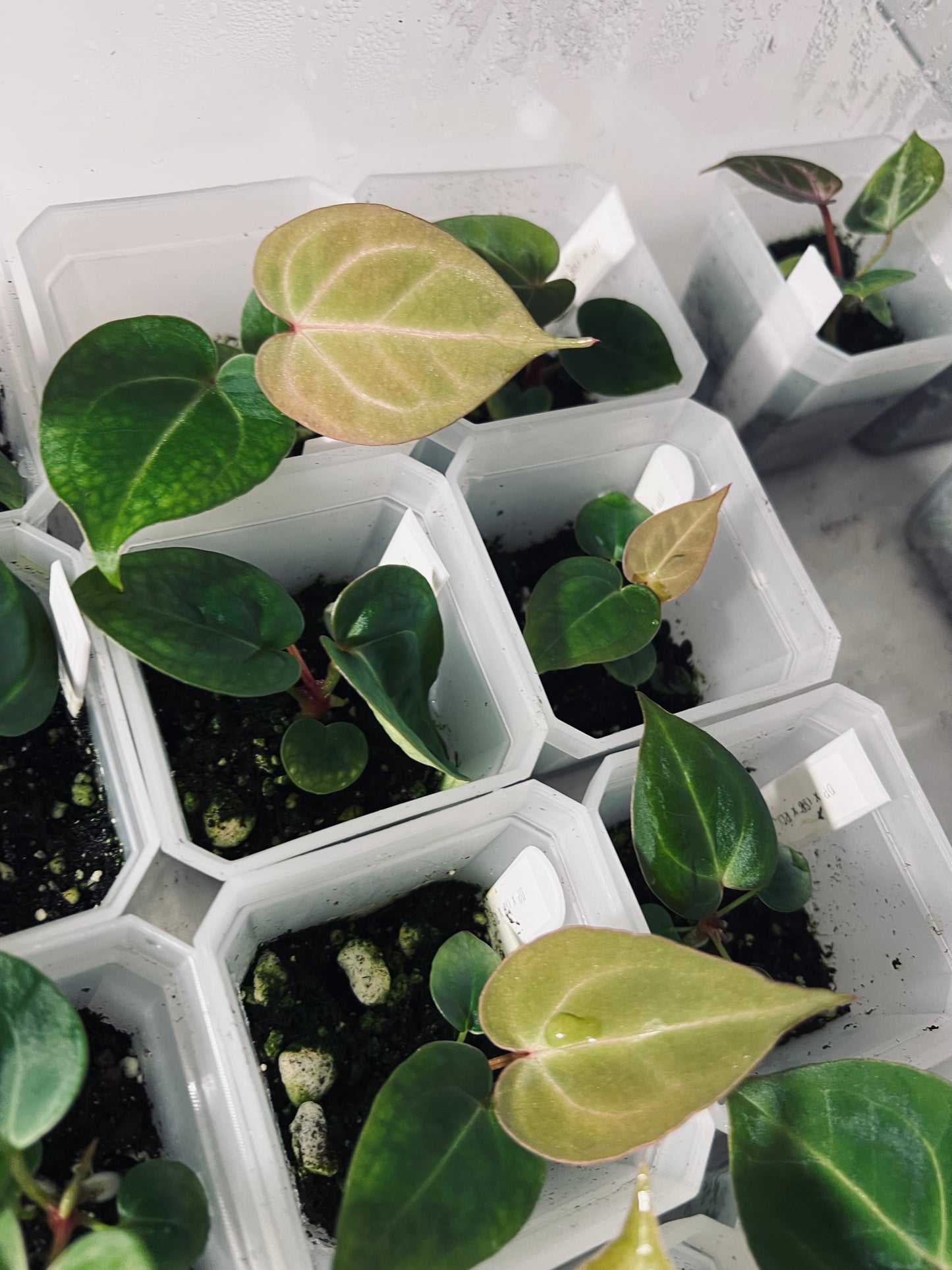 Anthurium ‘Scarlet Phoenix’ (Dark Phoenix x Self)x(SB x RC) | Live Houseplant