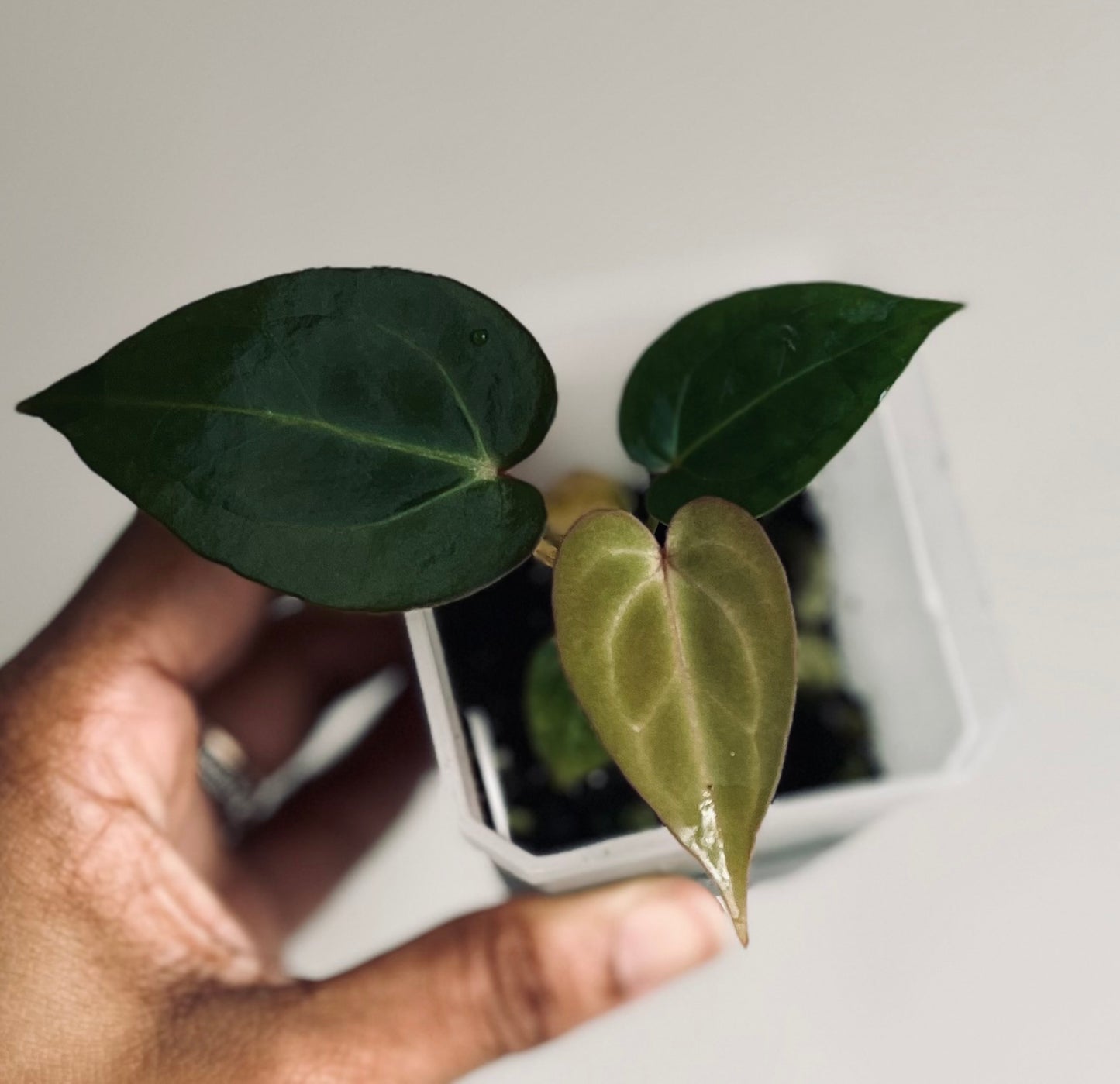 Anthurium ‘Scarlet Phoenix’ (Dark Phoenix x Self)x(SB x RC) | Live Houseplant