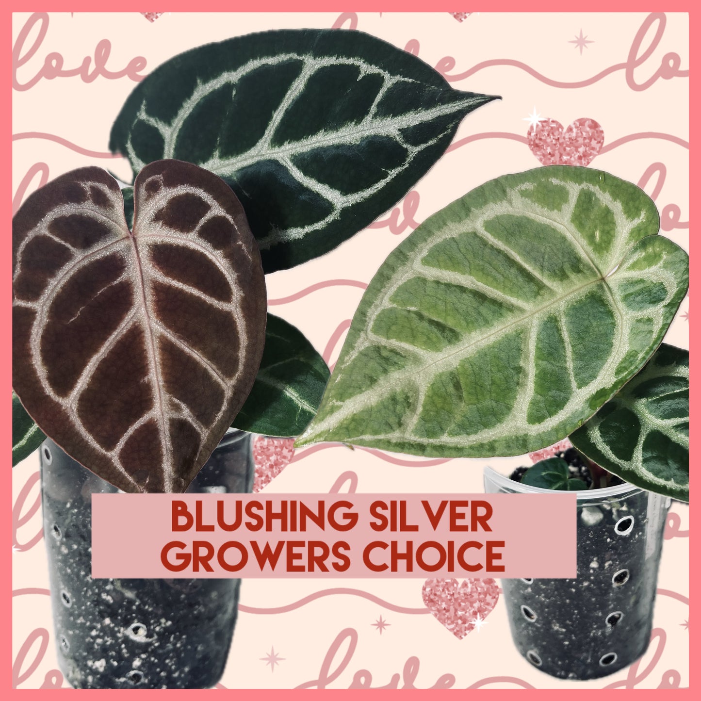 SALE! Anthurium ‘Blushing Silver’ – Grower’s Choice | (Mag x SB) x (SKG Silver x Mag) Live Houseplant