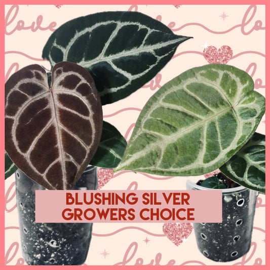 SALE! Anthurium ‘Blushing Silver’ – Grower’s Choice | (Mag x SB) x (SKG Silver x Mag) Live Houseplant