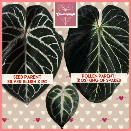 ‘ROYAL BLUSH’ – Grower’s Choice | (Silver Blush × RC) × KOS Live Houseplant