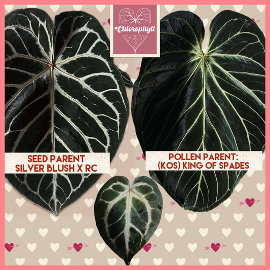 ‘ROYAL BLUSH’ – Grower’s Choice | (Silver Blush × RC) × KOS Live Houseplant