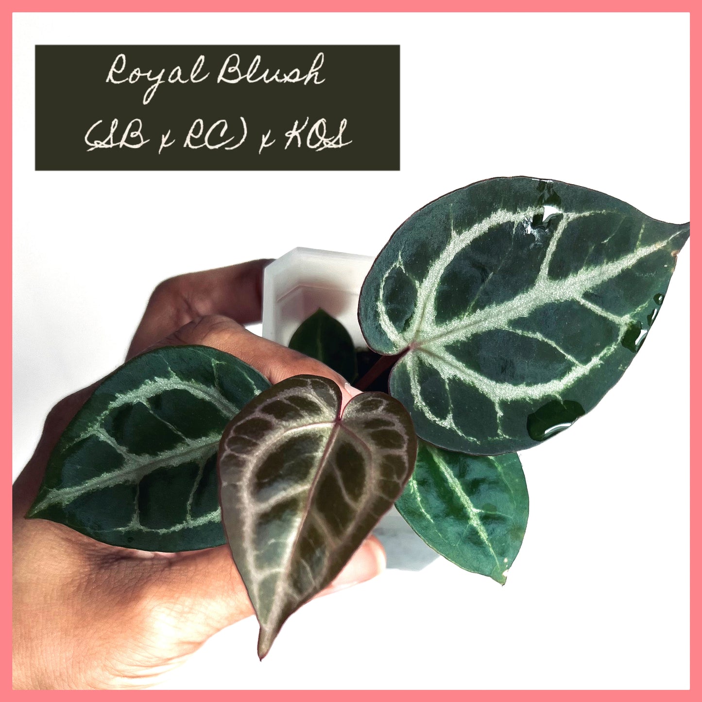 ‘ROYAL BLUSH’ – Grower’s Choice | (Silver Blush × RC) × KOS Live Houseplant
