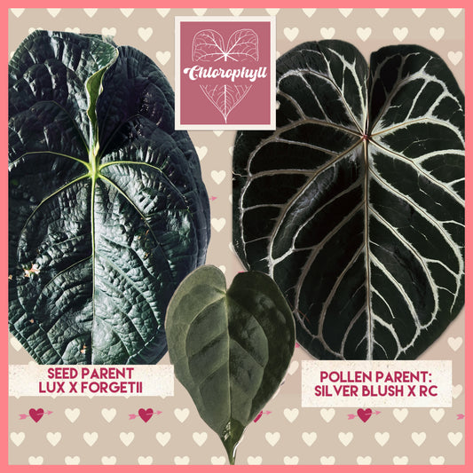 Anthurium ‘Obsidian Heart’ Grower’s Choice | (Lux x Forgetii) × (Silver Blush x RC) LL |Live Houseplant