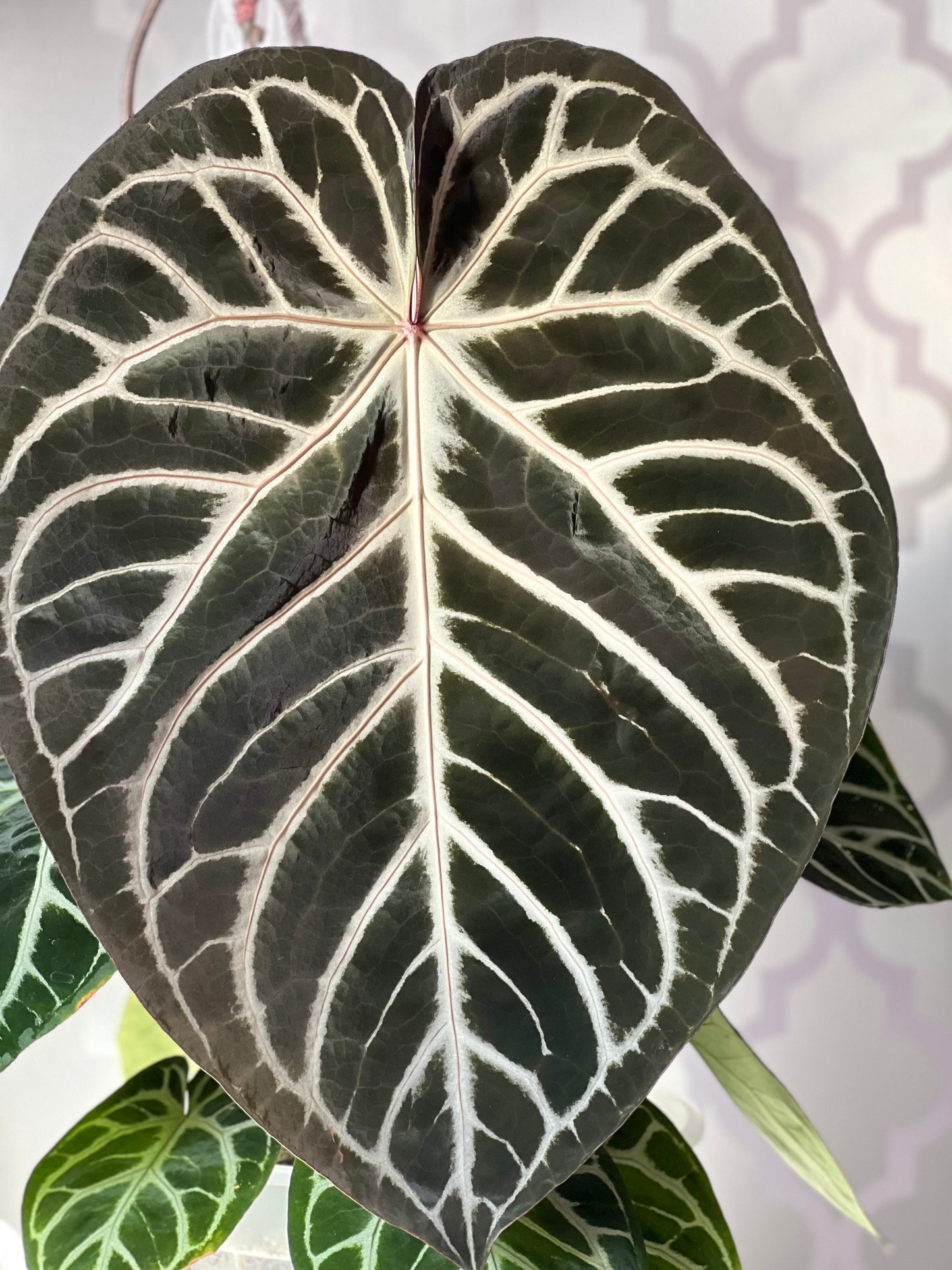 ‘ROYAL BLUSH’ – Grower’s Choice | (Silver Blush × RC) × KOS Live Houseplant