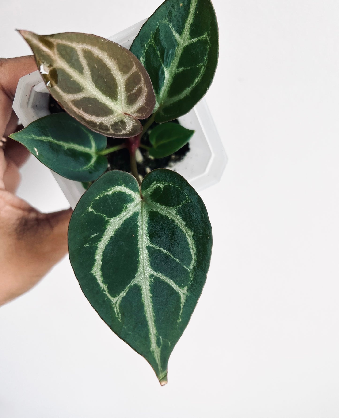 ‘ROYAL BLUSH’ – Grower’s Choice | (Silver Blush × RC) × KOS Live Houseplant