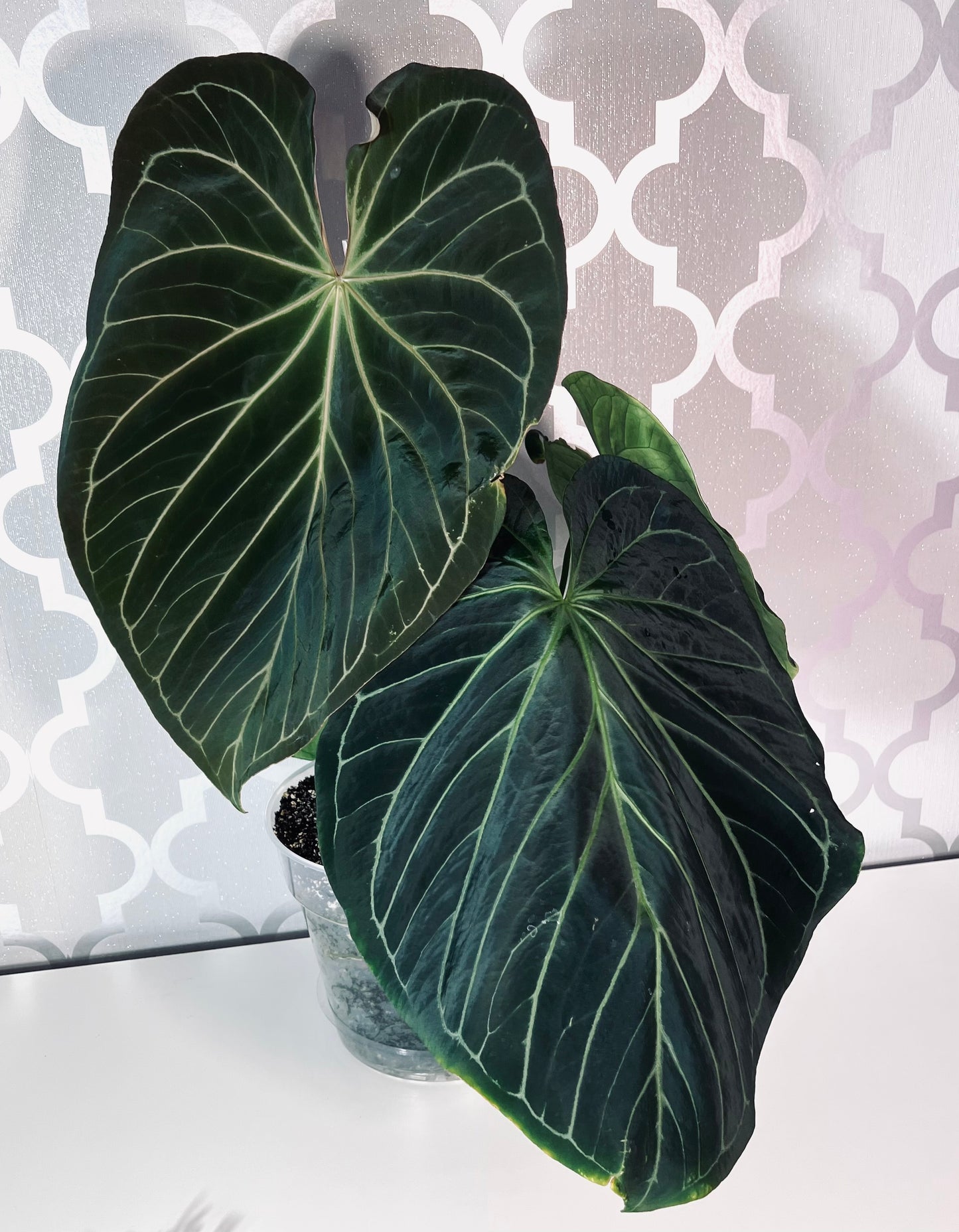‘ROYAL BLUSH’ – Grower’s Choice | (Silver Blush × RC) × KOS Live Houseplant