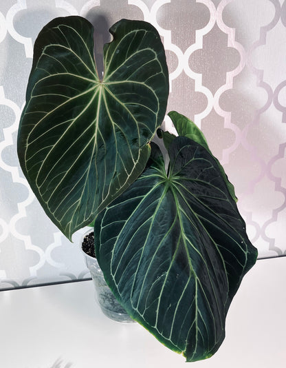 ‘ROYAL BLUSH’ – Grower’s Choice | (Silver Blush × RC) × KOS Live Houseplant