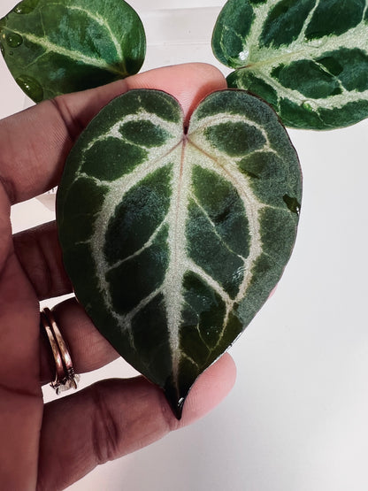 ‘ROYAL BLUSH’ – Grower’s Choice | (Silver Blush × RC) × KOS Live Houseplant