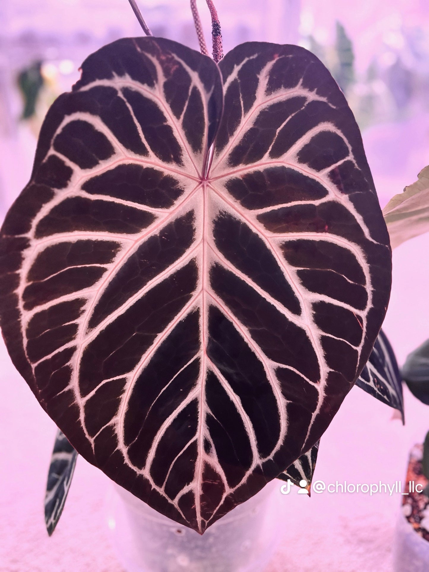 Anthurium ‘Pink Slushy’ - Grower’s Choice | (Silver Blush × RC) × (SKG Silver × Mag) Live Houseplant