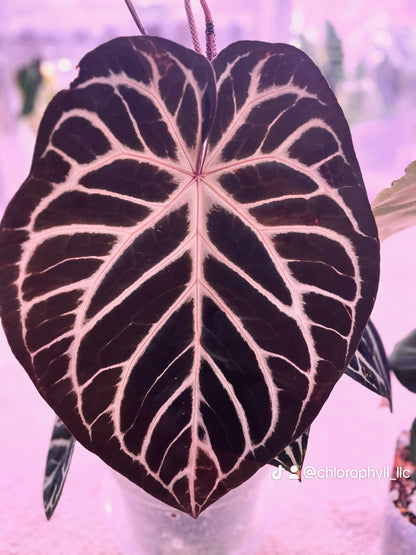 Anthurium ‘Pink Slushy’ - Grower’s Choice | (Silver Blush × RC) × (SKG Silver × Mag) Live Houseplant