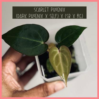Anthurium ‘Scarlet Phoenix’ (Dark Phoenix x Self)x(SB x RC) | Live Houseplant
