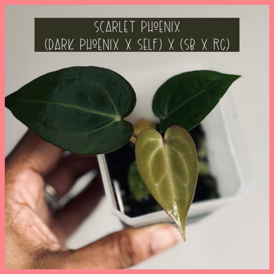 Anthurium ‘Scarlet Phoenix’ (Dark Phoenix x Self)x(SB x RC) | Live Houseplant