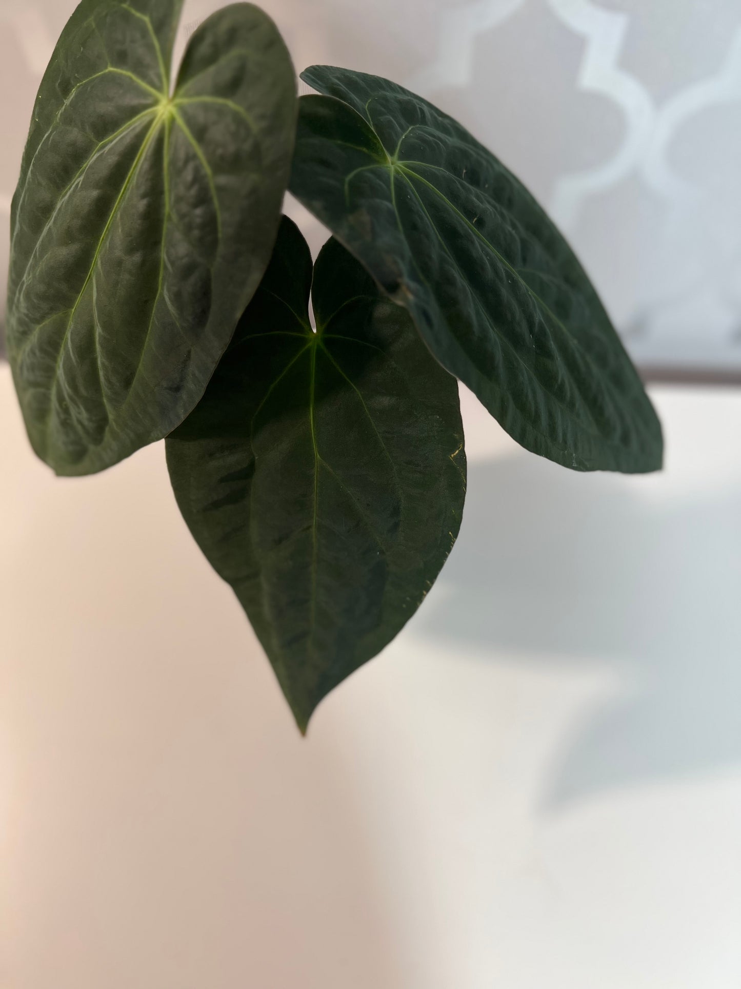 Anthurium Papillilaminum x Crystallinum| Live Houseplant