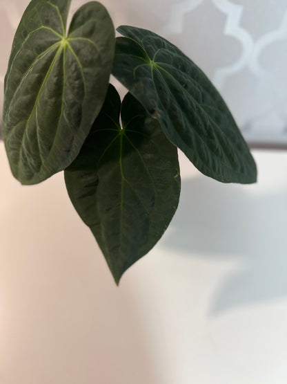 Anthurium Papillilaminum x Crystallinum| Live Houseplant