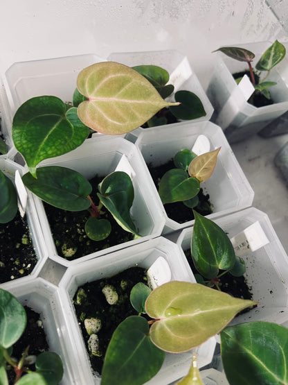 Anthurium ‘Scarlet Phoenix’ (Dark Phoenix x Self)x(SB x RC) | Live Houseplant