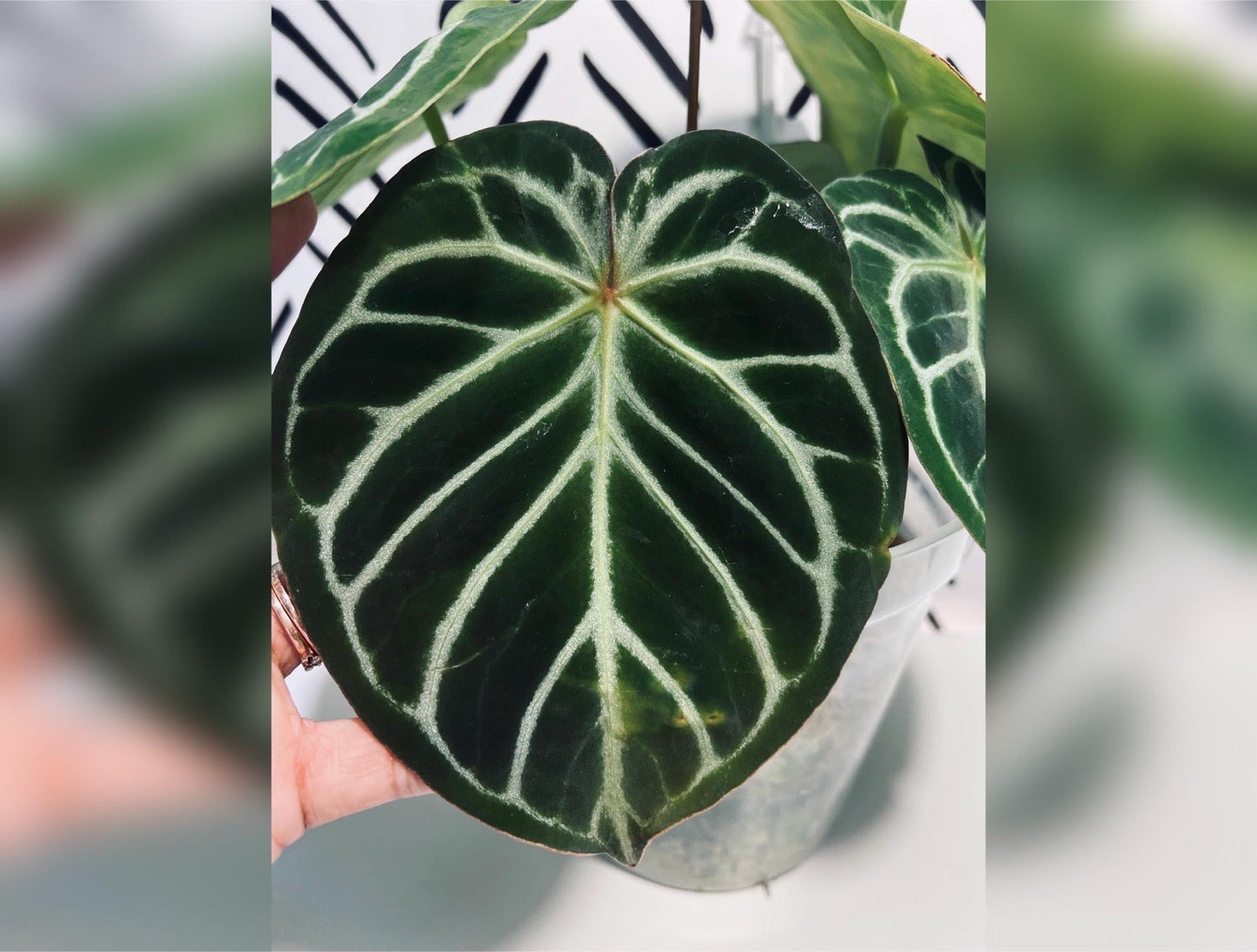 Anthurium Batch: ‘Silver Lining’ | (Mag x SB) x (SB x RC)