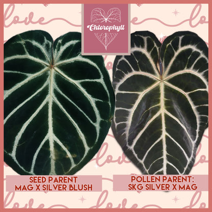 SALE! Anthurium ‘Blushing Silver’ – Grower’s Choice | (Mag x SB) x (SKG Silver x Mag) Live Houseplant