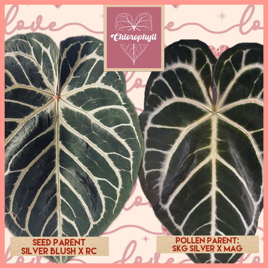 Anthurium ‘Pink Slushy’ - Grower’s Choice | (Silver Blush × RC) × (SKG Silver × Mag) Live Houseplant