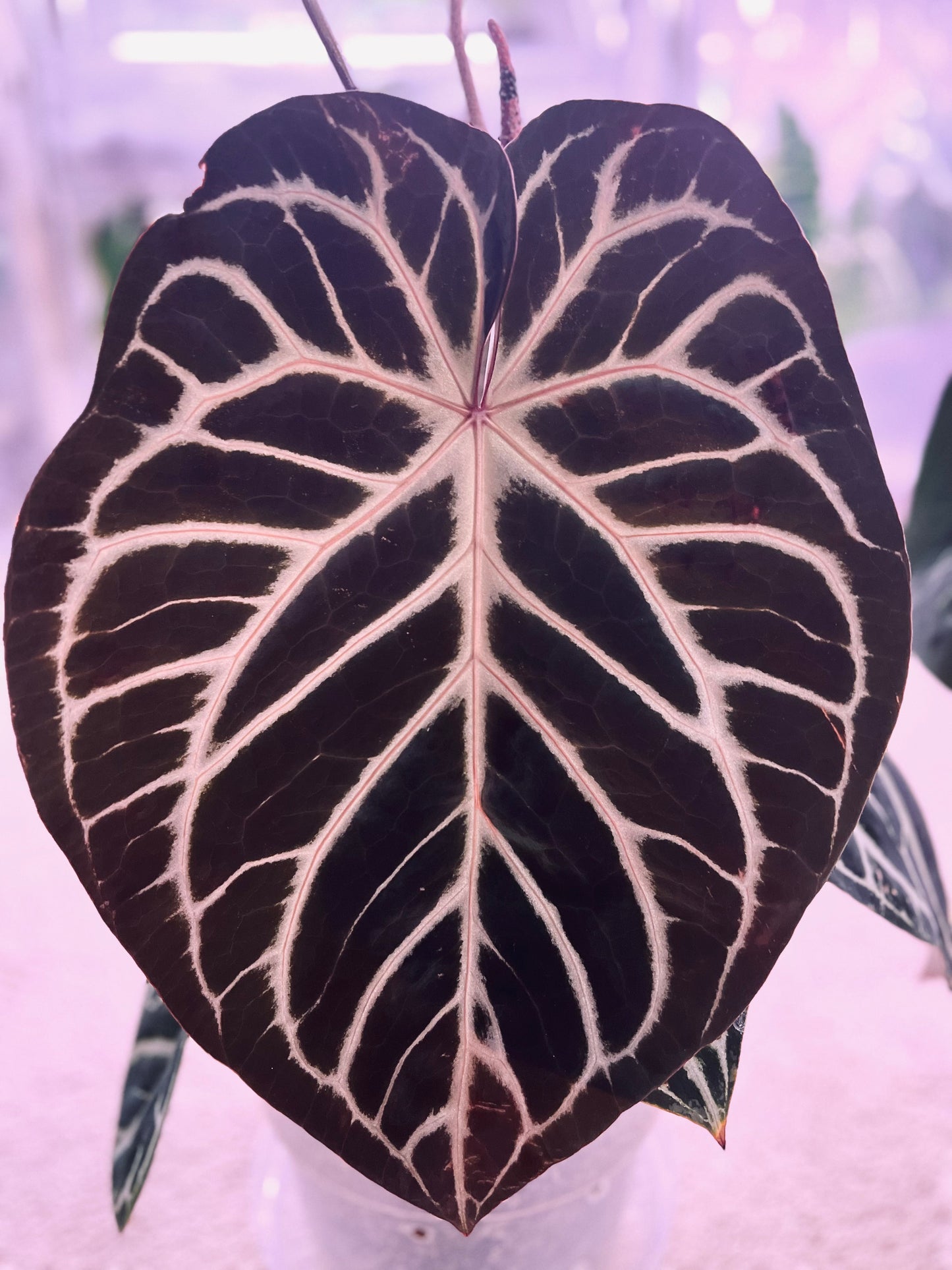 Anthurium Batch: ‘Silver Lining’ | (Mag x SB) x (SB x RC)