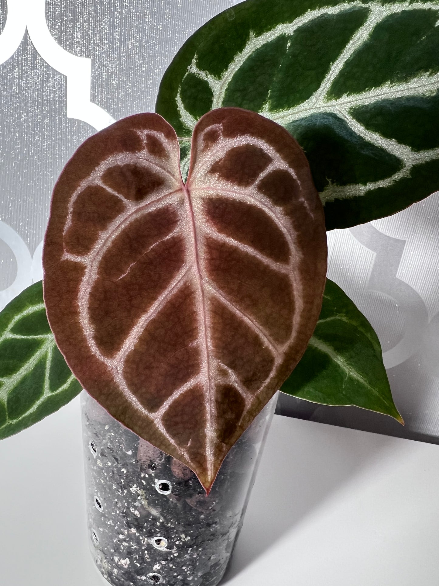 SALE! Anthurium ‘Blushing Silver’ – Grower’s Choice | (Mag x SB) x (SKG Silver x Mag) Live Houseplant