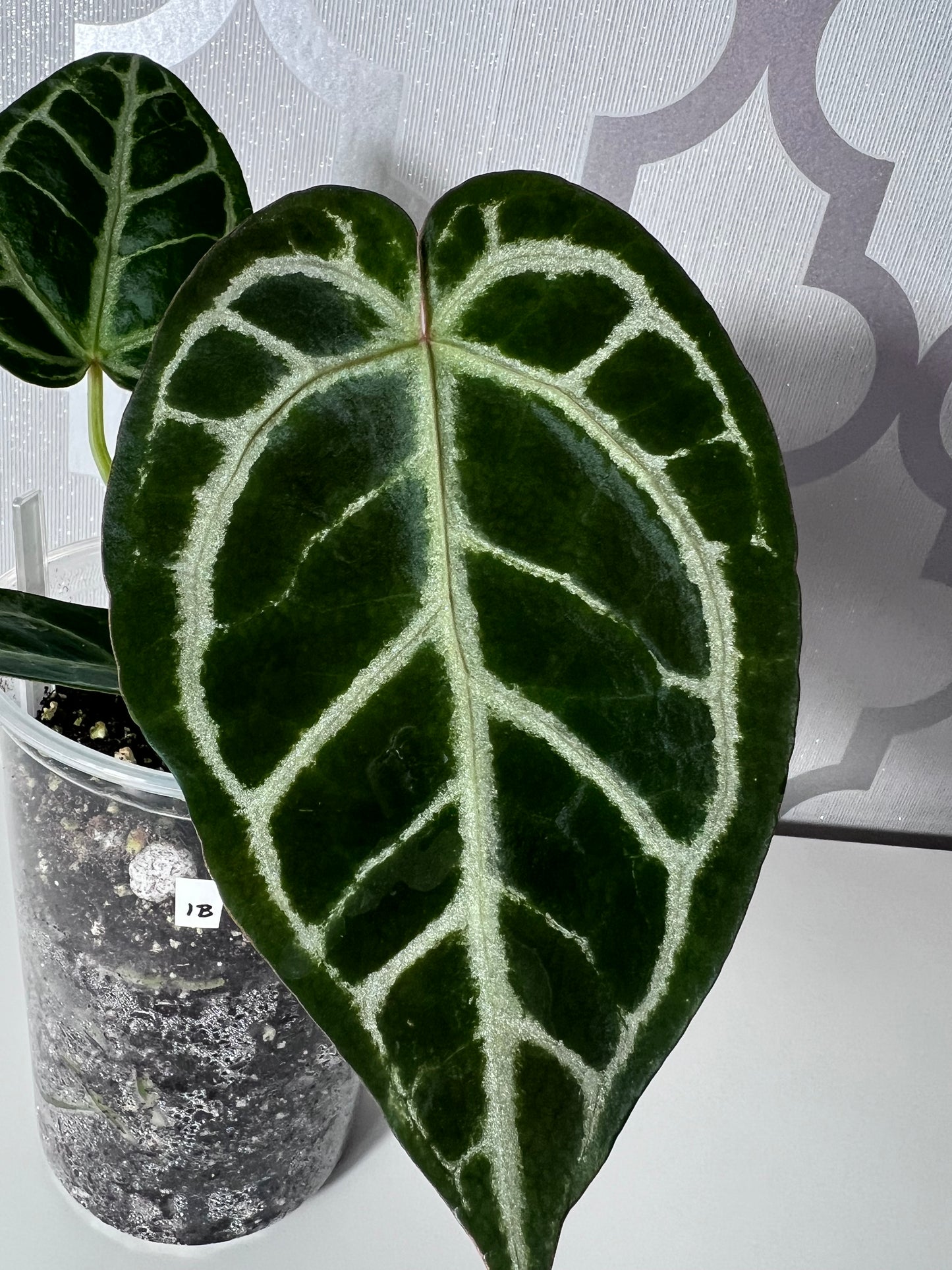 SALE! Anthurium ‘Blushing Silver’ – Grower’s Choice | (Mag x SB) x (SKG Silver x Mag) Live Houseplant