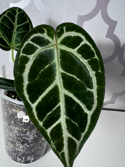 SALE! Anthurium ‘Blushing Silver’ – Grower’s Choice | (Mag x SB) x (SKG Silver x Mag) Live Houseplant