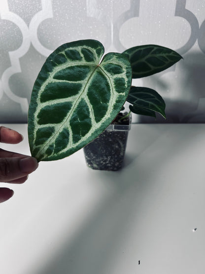 SALE! Anthurium ‘Blushing Silver’ – Grower’s Choice | (Mag x SB) x (SKG Silver x Mag) Live Houseplant
