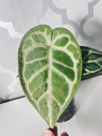 SALE! Anthurium ‘Blushing Silver’ – Grower’s Choice | (Mag x SB) x (SKG Silver x Mag) Live Houseplant