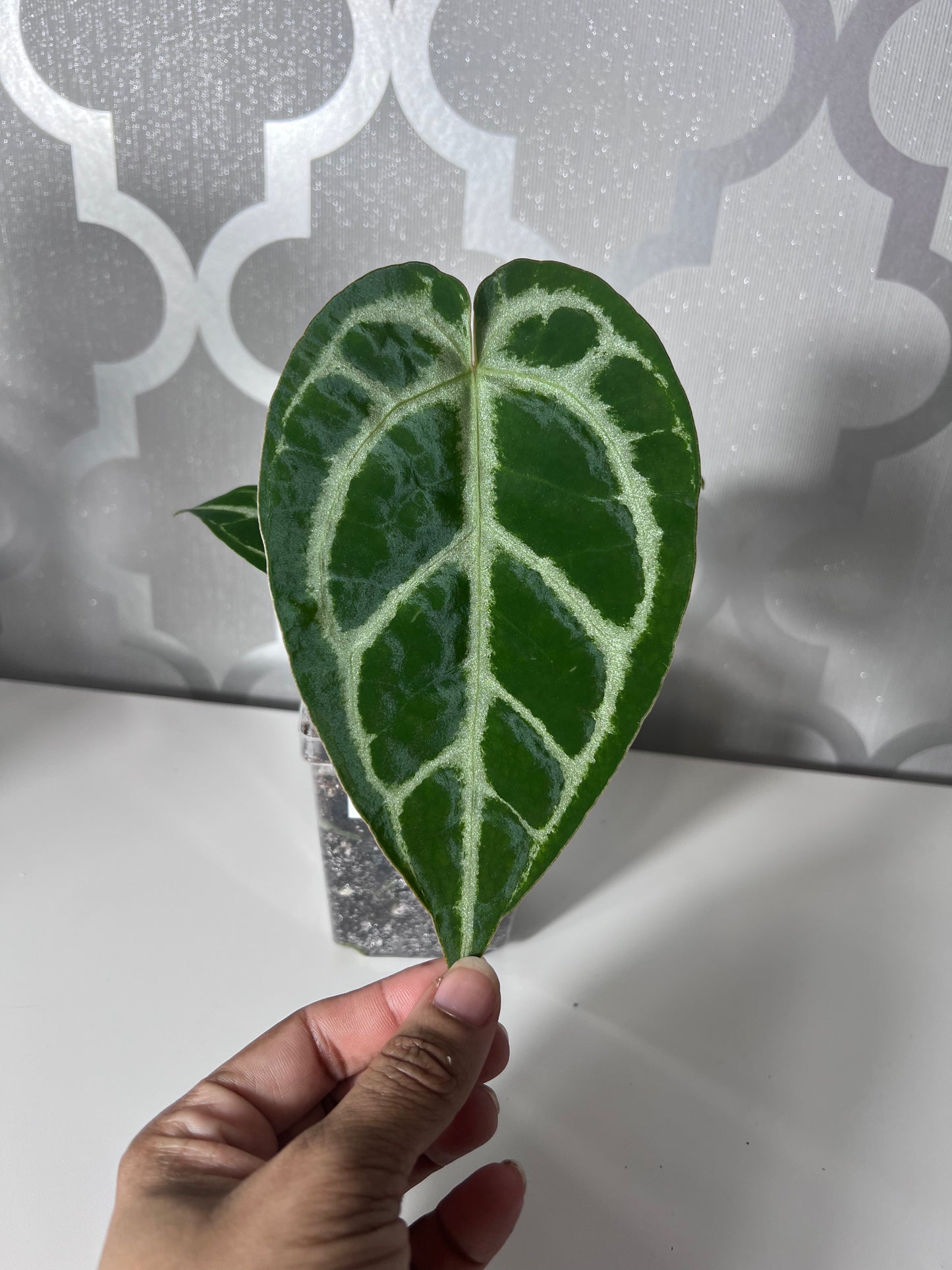 SALE! Anthurium ‘Blushing Silver’ – Grower’s Choice | (Mag x SB) x (SKG Silver x Mag) Live Houseplant