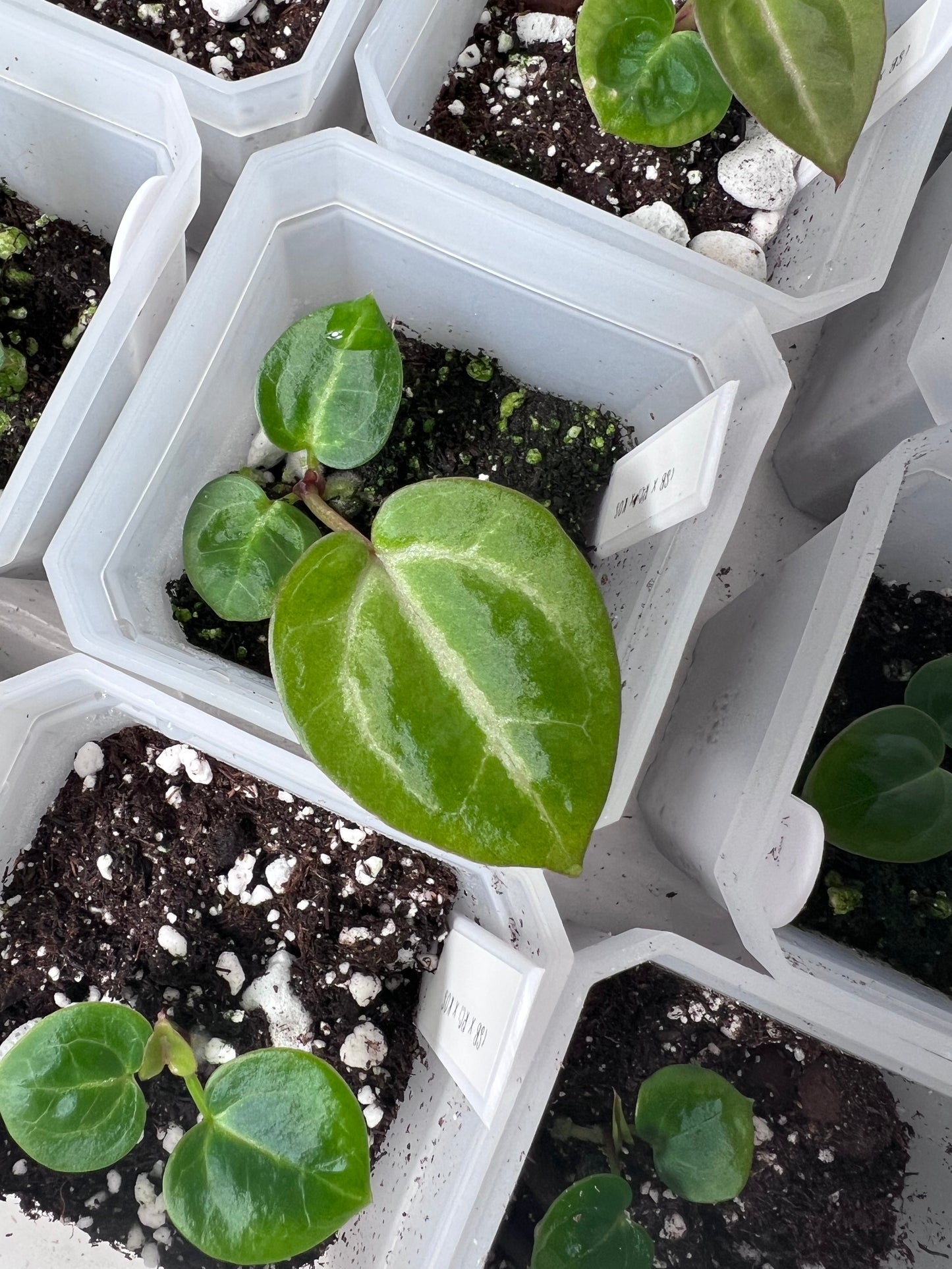 Anthurium ‘Pink Slushy’ - Grower’s Choice | (Silver Blush × RC) × (SKG Silver × Mag) Live Houseplant