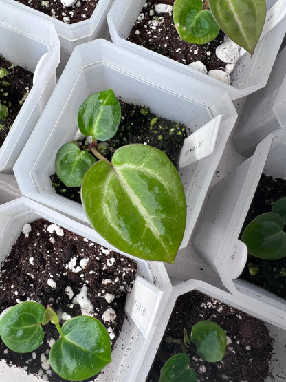 Anthurium ‘Pink Slushy’ - Grower’s Choice | (Silver Blush × RC) × (SKG Silver × Mag) Live Houseplant