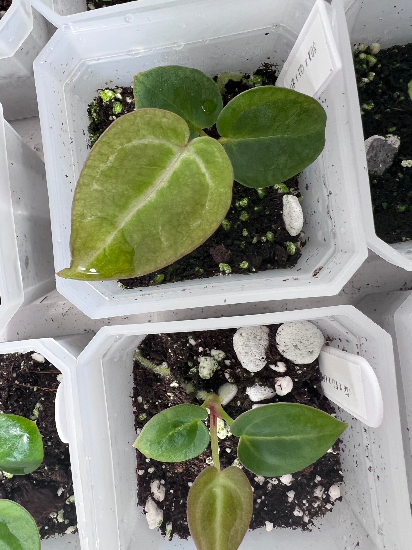 Anthurium ‘Pink Slushy’ - Grower’s Choice | (Silver Blush × RC) × (SKG Silver × Mag) Live Houseplant