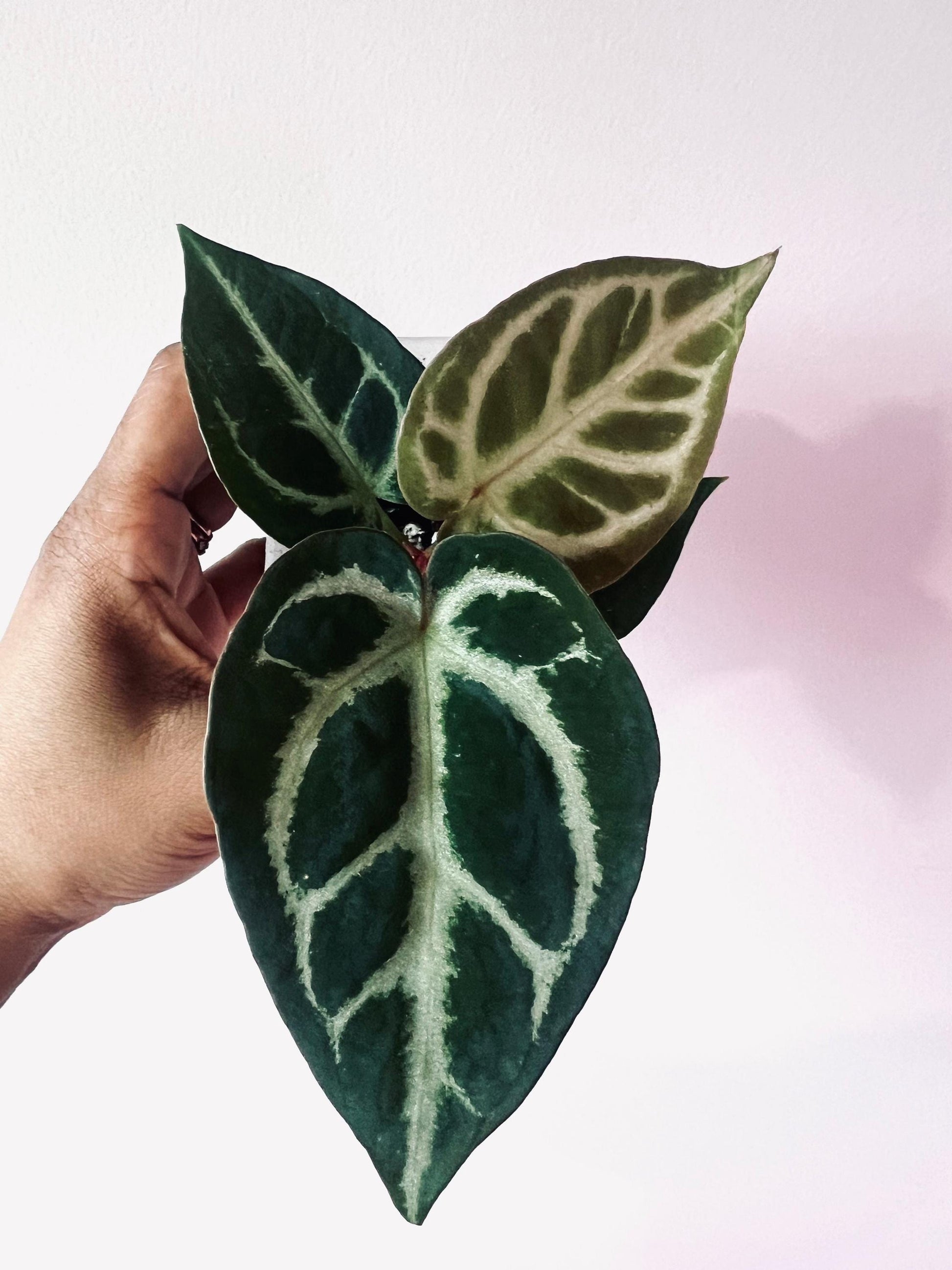 Anthurium Blushing Silver Seedlings (Grower&#39;s Choice) *New Hybrid* Live Plant / Houseplant