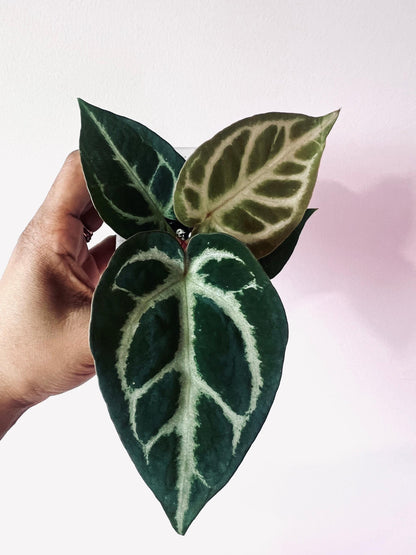 Anthurium Blushing Silver Seedlings (Grower&#39;s Choice) *New Hybrid* Live Plant / Houseplant