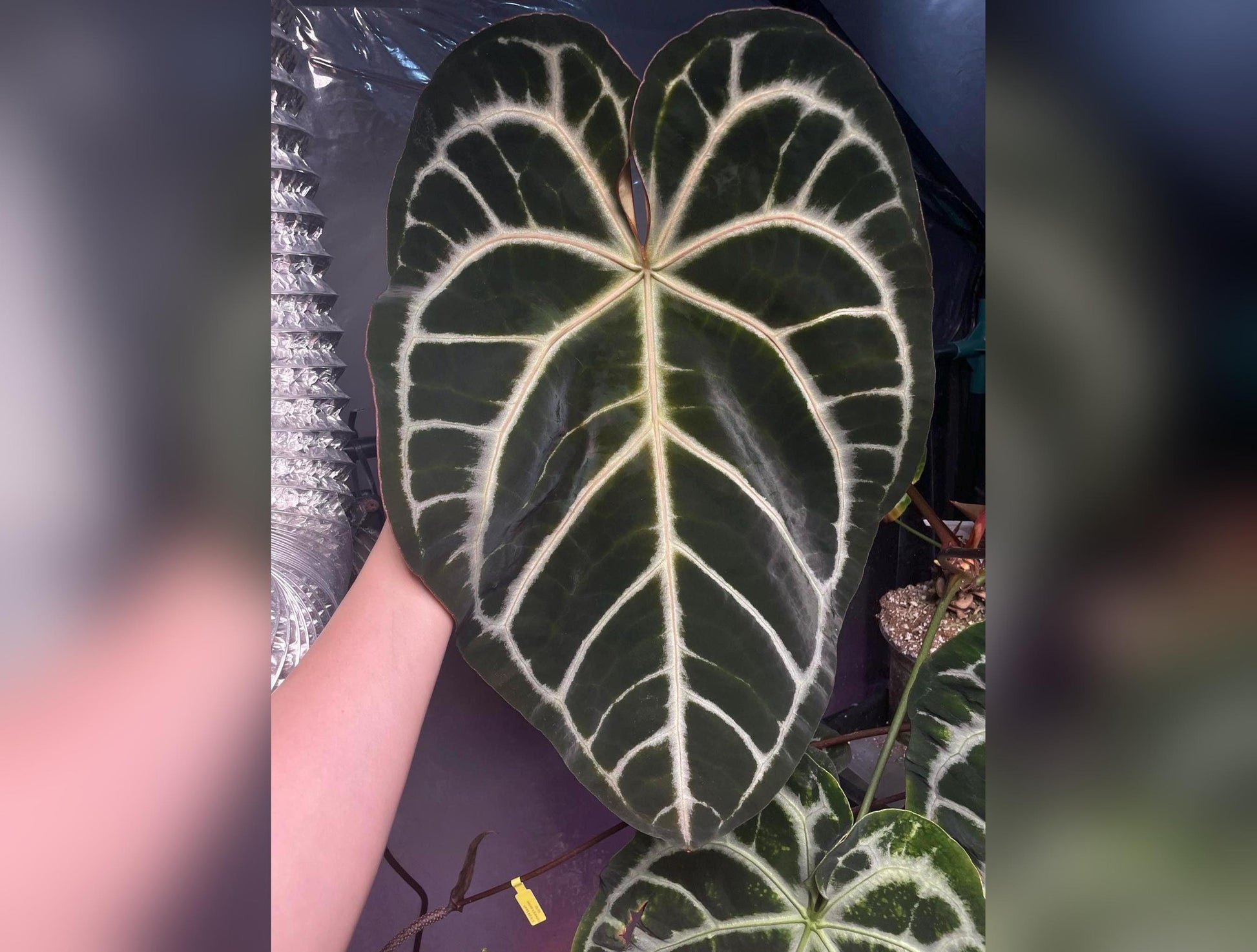 Anthurium Blushing Silver Seedlings (Grower&#39;s Choice) *New Hybrid* Live Plant / Houseplant