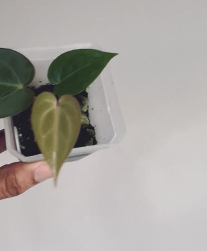 Anthurium ‘Scarlet Phoenix’ (Dark Phoenix x Self)x(SB x RC) | Live Houseplant